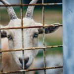 茶杯狐Cupfox官网版在线:畅享独特茶文化体验 3zf296ph5n